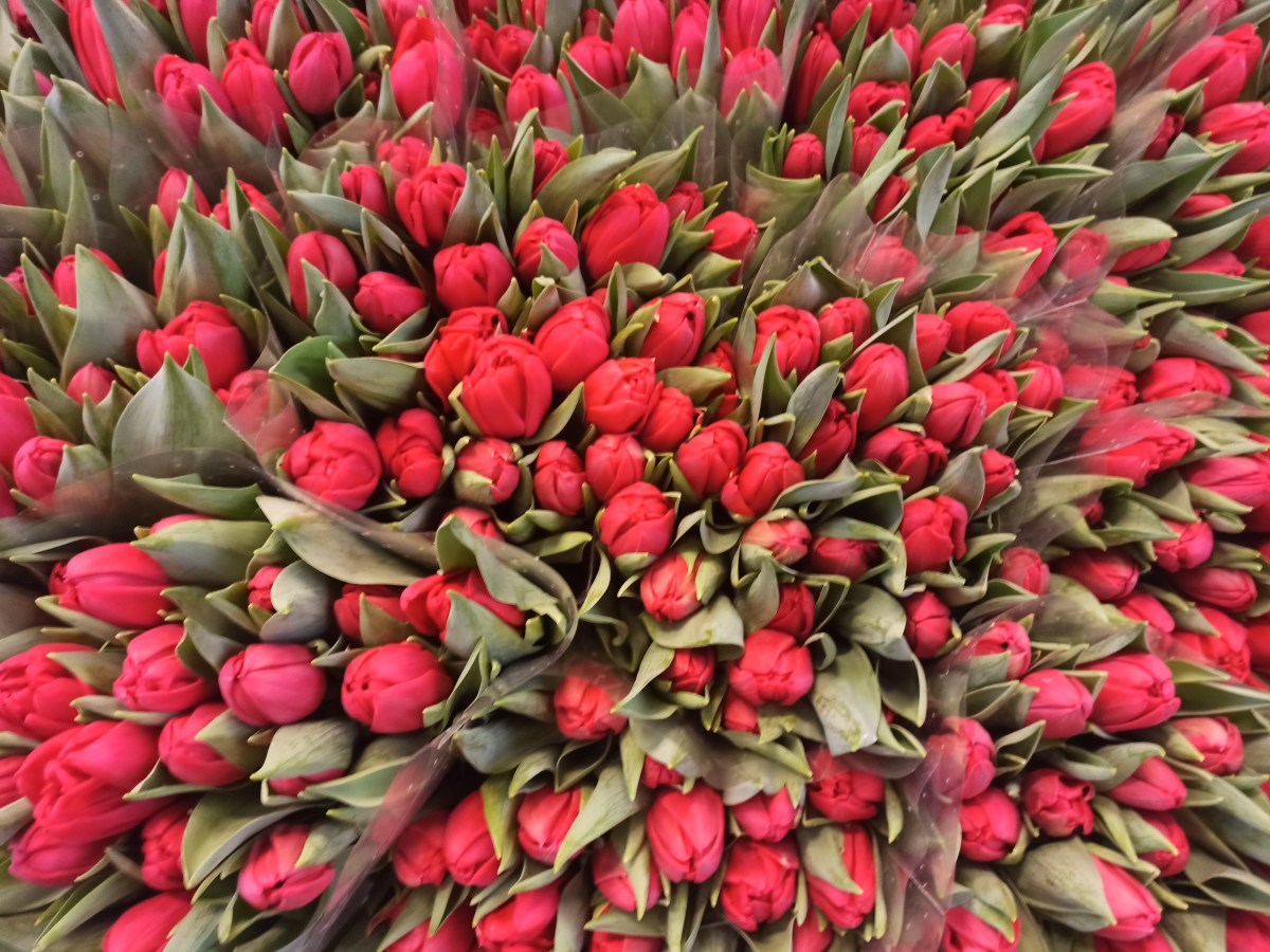 Zapraszamy na Tulipany z okazji Dnia&nbsp;Kobiet